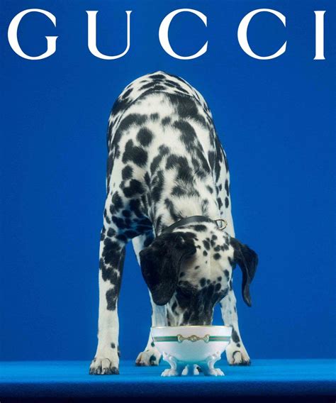 gucci pet paars|gucci pet store.